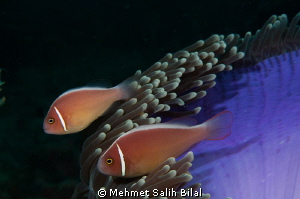 Clawn fishes in strong current. by Mehmet Salih Bilal 